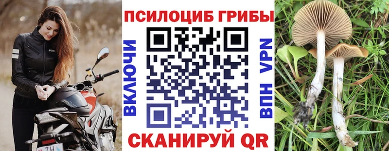 где можно купить наркотик  Кировск  Псилоцибиновые грибы мухоморы 